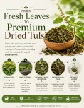 Dried Tulsi Leaves 100g | Pure Ayurvedic Holy Basil